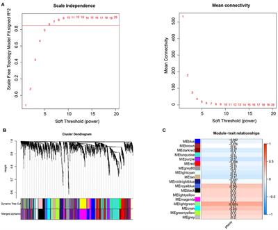 Comprehensive Identification of Key Genes Involved in Development of Diabetes Mellitus-Related Atherogenesis Using Weighted Gene Correlation Network Analysis